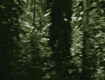 Gif animado com cenas do filme Floresta da Tijuca (1980). Vegetação da floresta. 